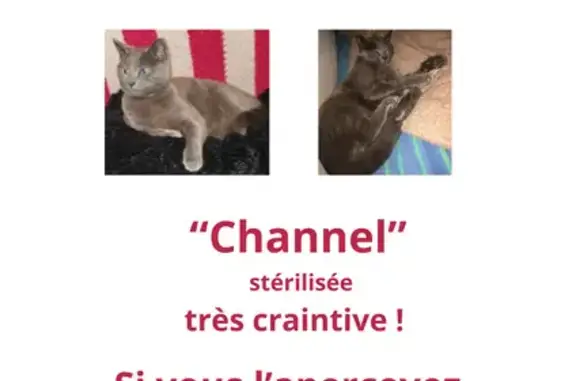 Chat perdu, , photo: Chat perdu près de Brocas