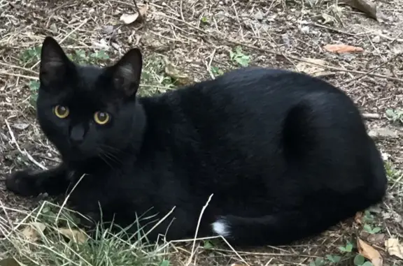 Chat perdu, Borgo, photo: Chat Pinceau perdu - Récompense 500€