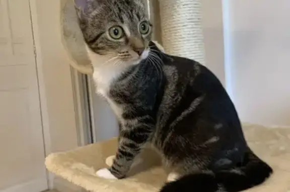 Chat perdu, , photo: Chaton tigré perdu à Morthomiers