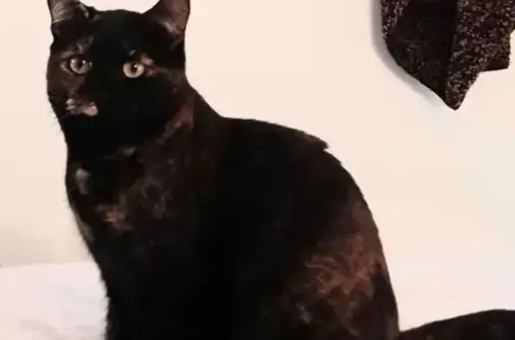 Animaux perdus Bagnolet, photo: Chatte Mazucci disparue