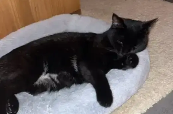 Chat perdu, Neuvy-Pailloux, photo: Minnie, chat européen perdu à Neuvy