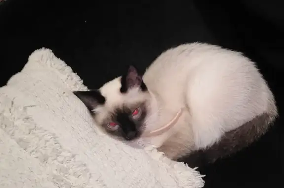 Chat siamois perdu, collier rose - photo