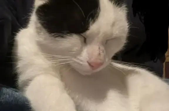Chat noir et blanc perdu - photo