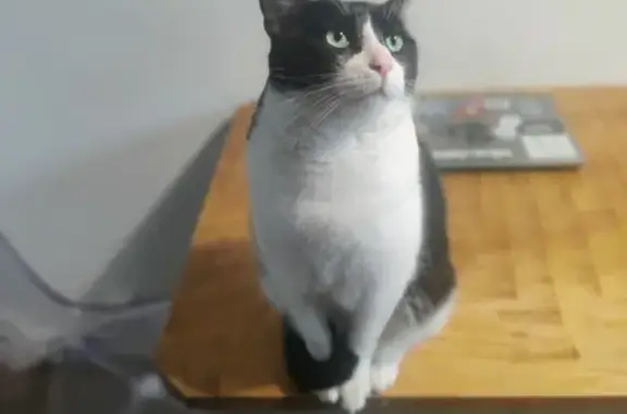 Animaux perdus Toulouse, photo: Chat noir et blanc perdu à Toulouse