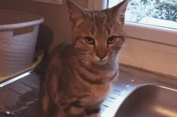 Animaux trouvés , photo: Chat tricolore perdu à Guilberville
