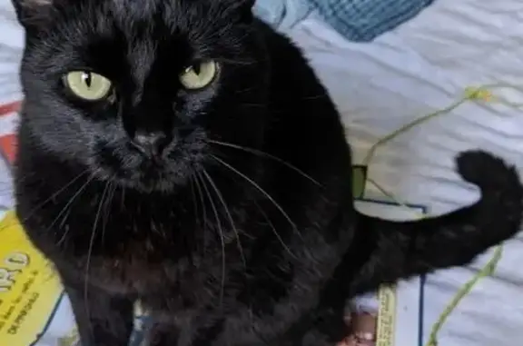 Chat perdu, Le Raincy, photo: Chatte noire perdue - Le Raincy