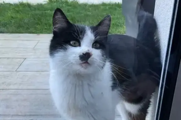 Chat noir et blanc perdu - photo