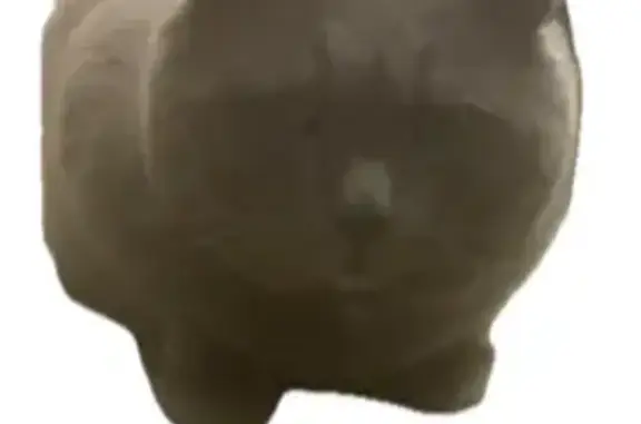 Chat perdu, Éguilles, photo: Chat gris Dewe perdu à Éguilles