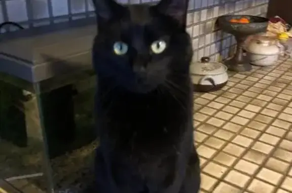 Animaux perdus Saint-Parres-aux-Tertres, photo: Chat noir aux yeux verts perdu