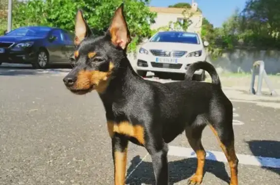 Chien perdu Martigues, photo : Kira, chienne égarée à Martigues