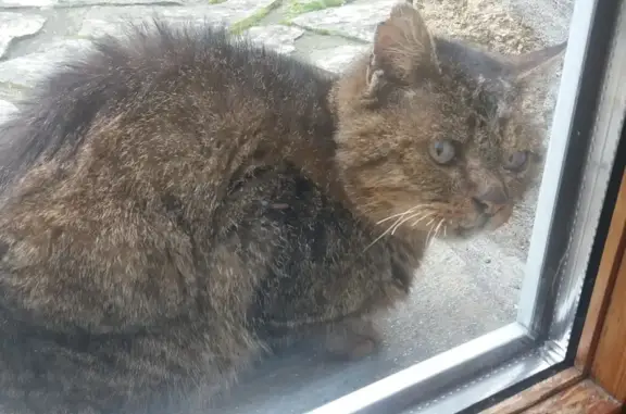Chat tigré perdu: oreille abîmée - photo