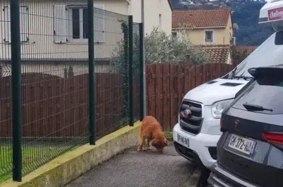 Chien égaré avec collier vert - photo