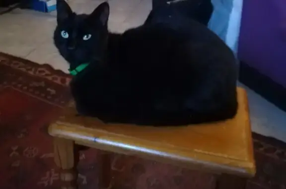 Animaux perdus , photo: Chat noir tendre perdu - Soueich