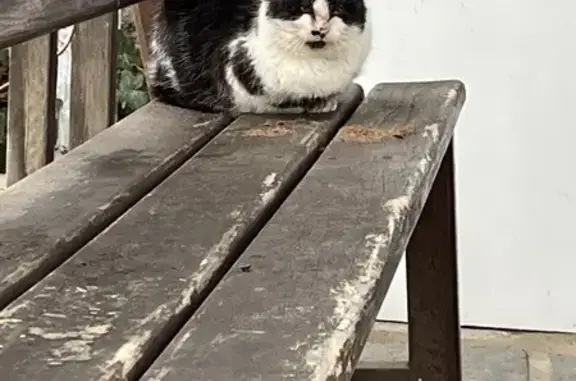 Chat noir/blanc perdu - Chambéry - photo