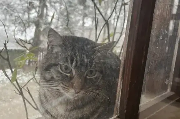 Chat errant au musée de Chambéry - photo