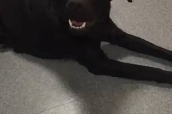 Labrador mâle perdu D69 trouvé - photo