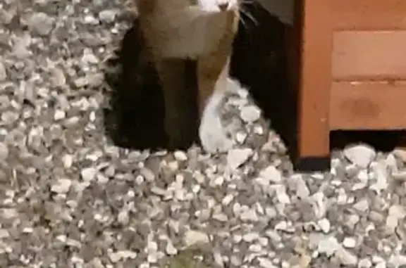 Chat roux et blanc perdu - photo