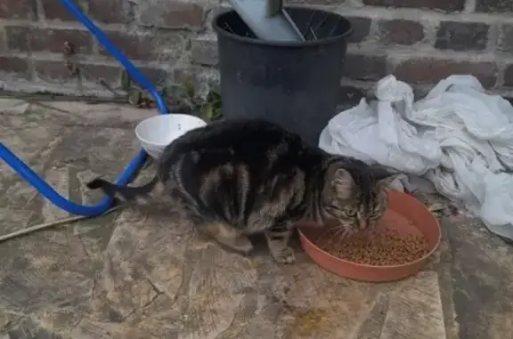 Chatons affamés et infestés trouvés - photo