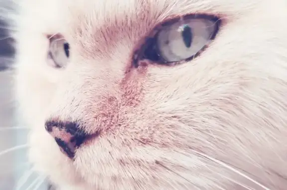 Animaux perdus Aizenay, photo: Chat roux perdu à Aizenay