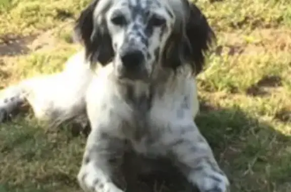 Chien perdu Saubrigues, photo : Avis de recherche: Nicka