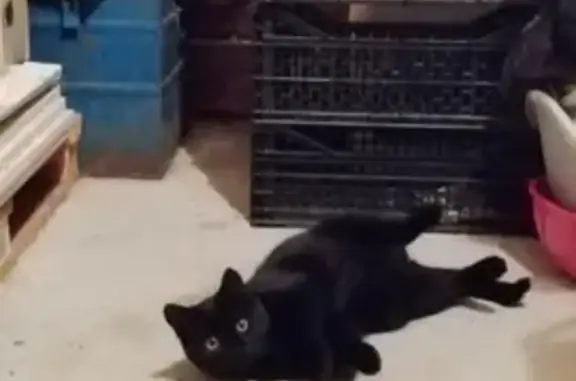 Chaton noir timide trouvé - photo