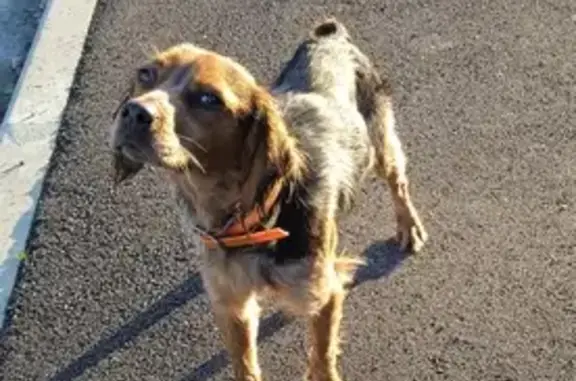 Chien de chasse perdu - St-Laurent - photo