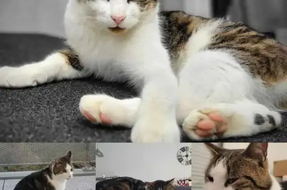 Chat perdu, Tinténiac, photo: Chat baveur perdu à Tinténiac