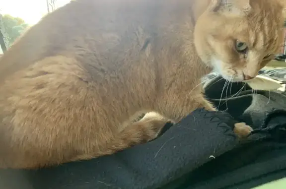 Chatte rousse affectueuse trouvée - photo