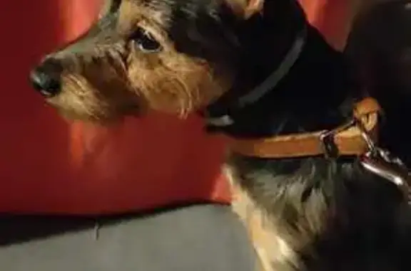 Chien perdu à La Bastide retrouvé - photo
