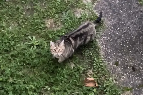 Chat européen trouvé à Fontainebleau - photo
