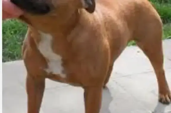 Help Find Chief: Lost Tan Staffie - Call Now!