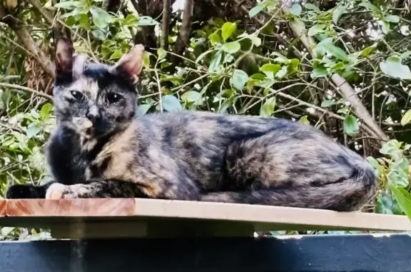Lost Tortie Cat Found - 96 Pacific Rd, Friendly!