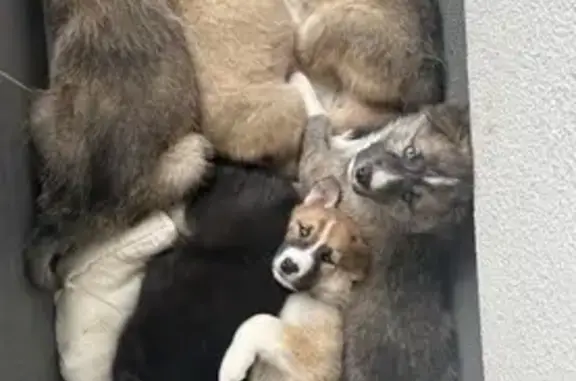 Animaux perdus Ostwald, photo: Alerte: 4 chiots croisés disparus