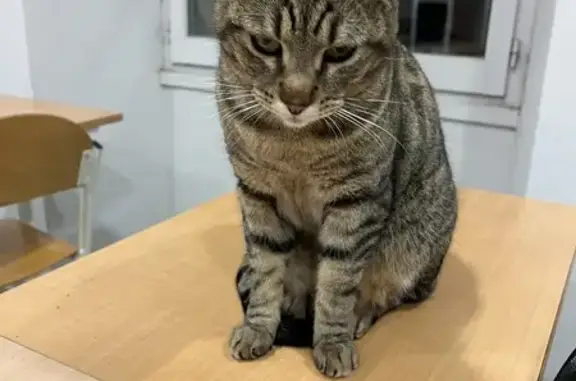 Chat câlin trouvé à Montpellier - photo