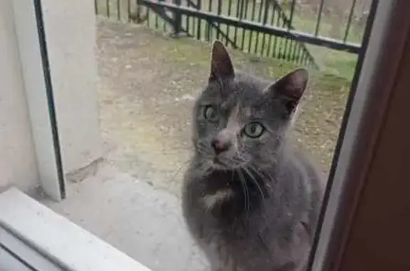Chat écaille bleue perdue, Saliès - photo