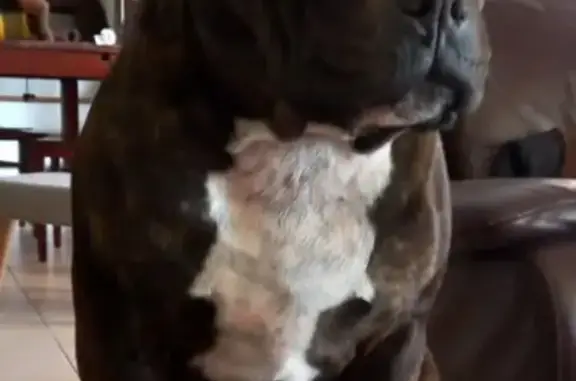 Animaux perdus Brive-la-Gaillarde, photo: Alerte: Staffie Perdu à Brive