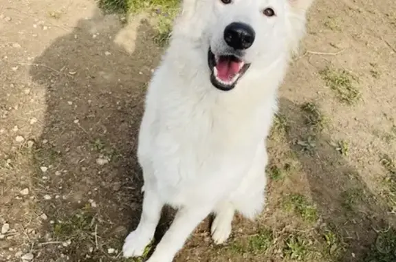 Chien perdu , photo : Chien perdu à Chozeau
