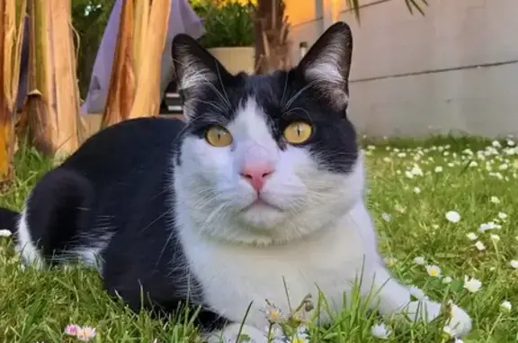 Chat perdu, Montfermeil, photo: Chat noir et blanc perdu à Montfermeil