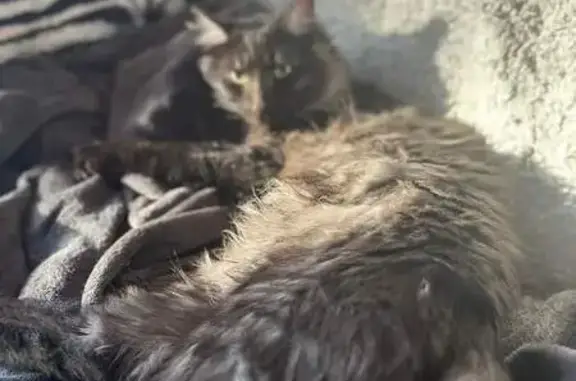 Chat perdu, Mouzillon, photo: Chat noir disparu à Mouzillon