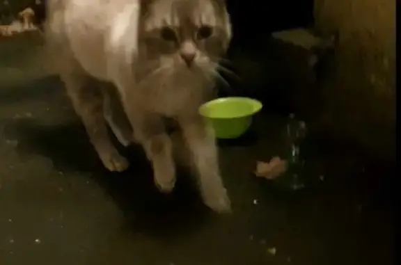Chat blessé cherche sa famille - photo