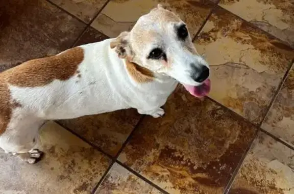 Lost Female Jack Russell - 17th Ave, Pretoria!