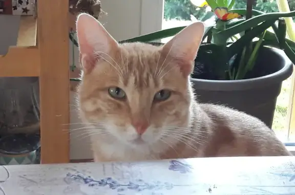 Chat perdu, , photo: Chat roux et blanc perdu à Vaux