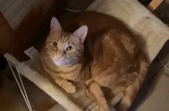 Chat perdu, Épinal, photo: Chatte rousse perdue à Épinal