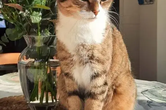Animaux perdus Niort, photo: Chatte perdue à Niort le 07/01