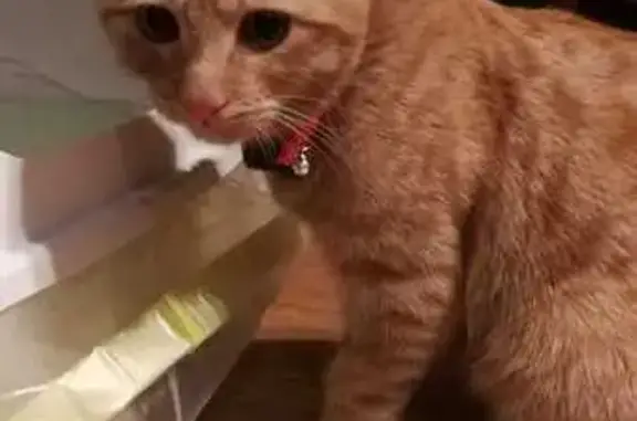 Chat roux trouvé à Thiais - photo