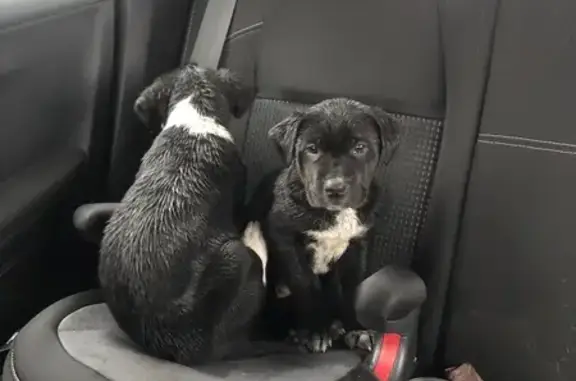Animaux trouvés Montarnaud, photo: Chiots noirs trouvés à Montarnaud