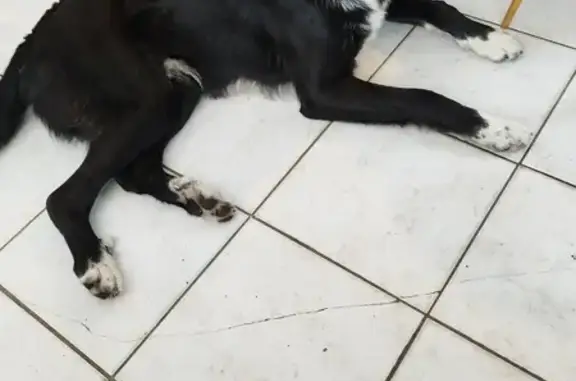 Chien croisé noir retrouvé - photo