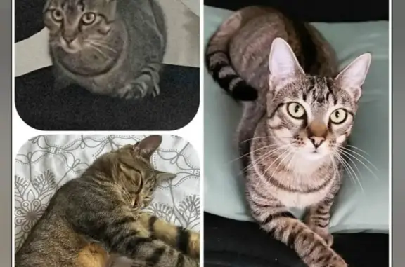 Animaux perdus , photo: Plume, chatte tigrée perdue à Ploufragan