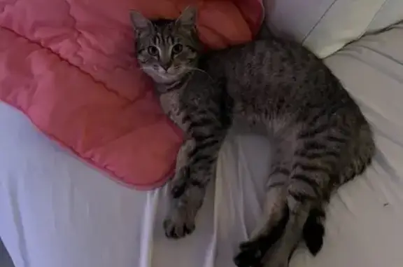 Chat affectueux trouvé à Angers - photo