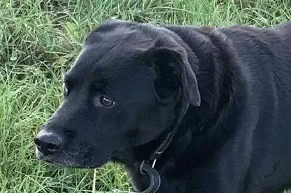 Chien noir perdu à Sablons - photo